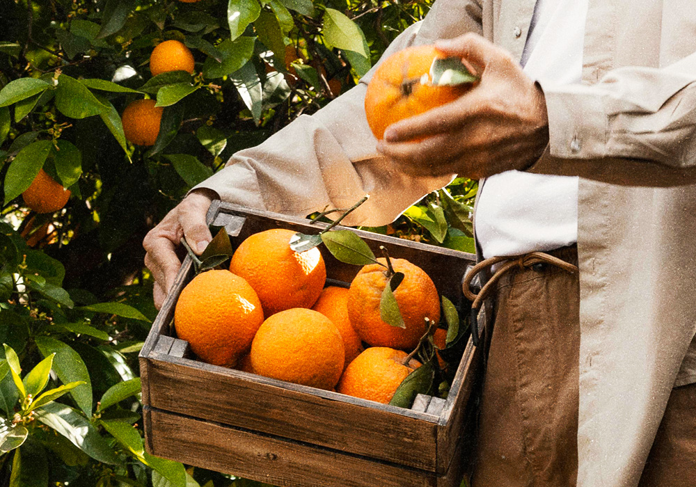 Do pomar à sua mesa: a história e o sabor das bergamotas da nossa região