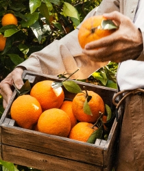 Do pomar à sua mesa: a história e o sabor das bergamotas da nossa região